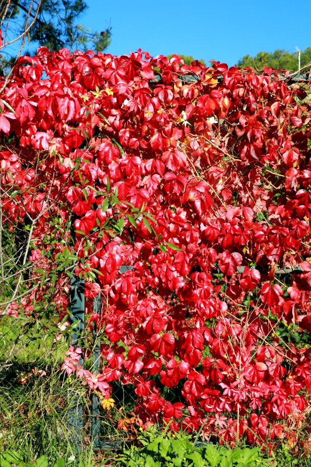 Des feuilles de vigne-sang.