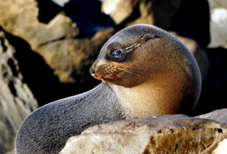 New Zealand Fur Seal. photo
