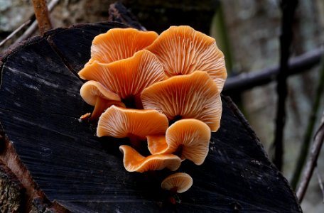 Flammulina velutipes.