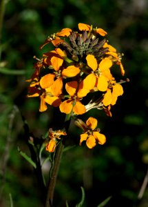 WALLFLOWER, WESTERN or DOUGLAS'S ((erysimum capitatum) (4-16-07) pozo rd photo