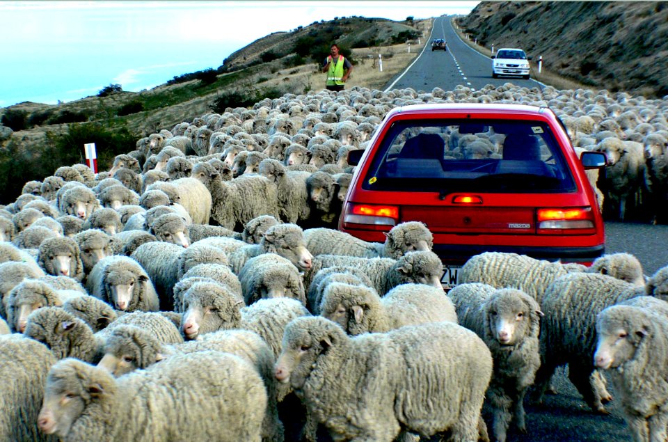 Traffic Jam. New Zealand style.