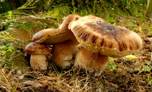 King Bolete (Boletus edulis) photo