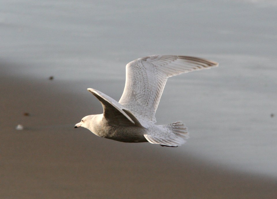 GULL, GLAUCOUS (1-26-08) el seal, 1st yr -6