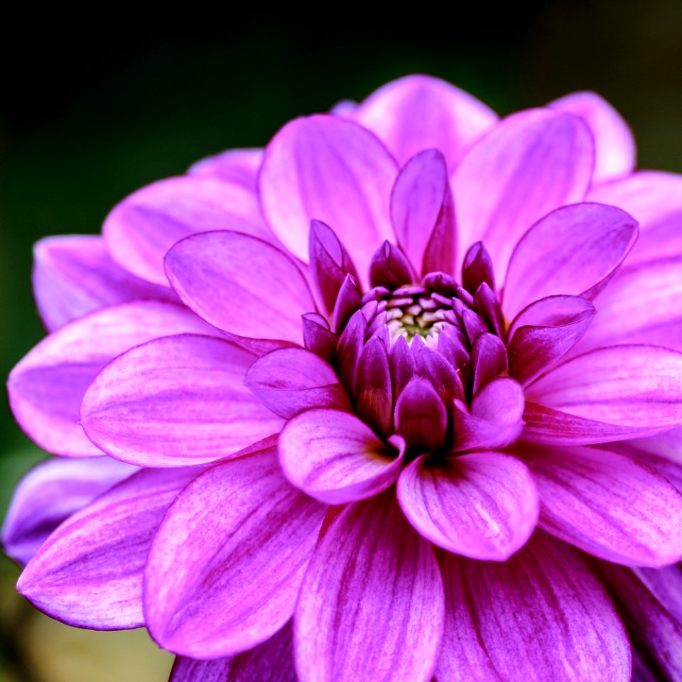 Blumen gehen immer