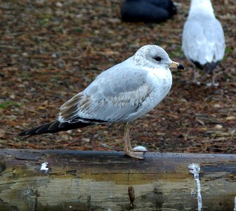 GULL, RING-BILLED (1-4-07) 1st winter-1