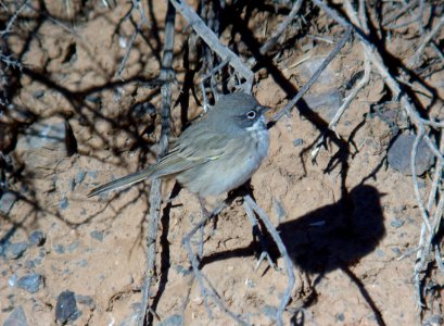 BELL'S SPARROW (canescens?) (10-7-07) Quail Springs, carrizo plain nat mon, slo co, ca -26