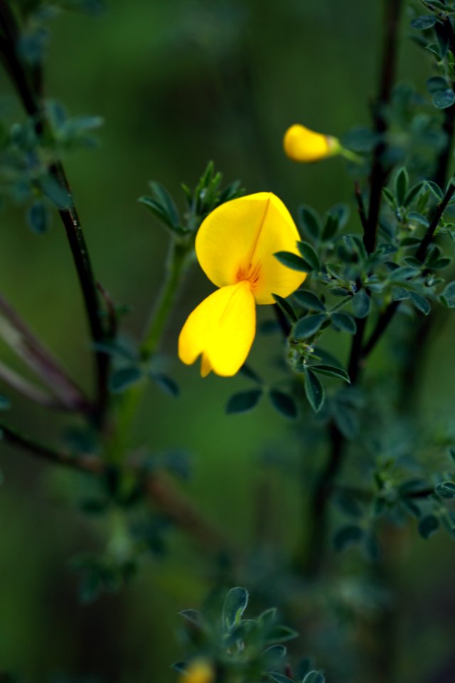 Une fleur de genêt en Cévennes.