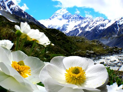 Mount Cook Lilies (Ranunculus lyalli) photo