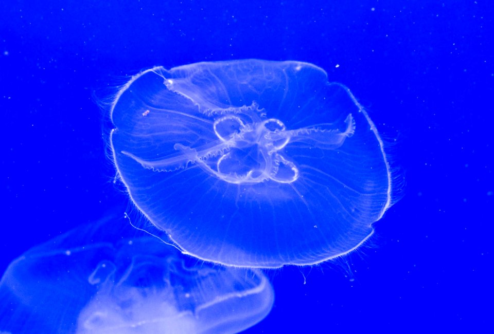 Jellyfish