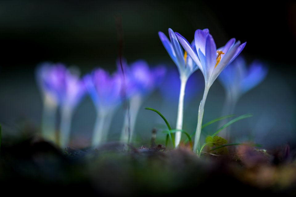 crocus photo