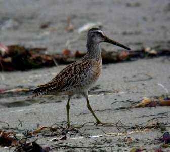 DOWITCHER, SHORT-BILLED (10-10-06)-2