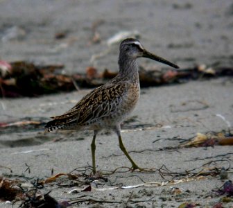 DOWITCHER, SHORT-BILLED (10-10-06)-2 photo