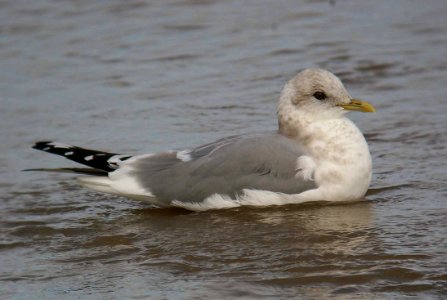GULL, MEW, 1-3-06 (1)