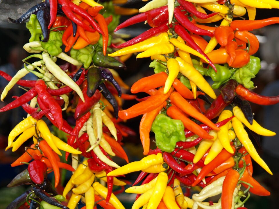 Colorful vegetables harvest