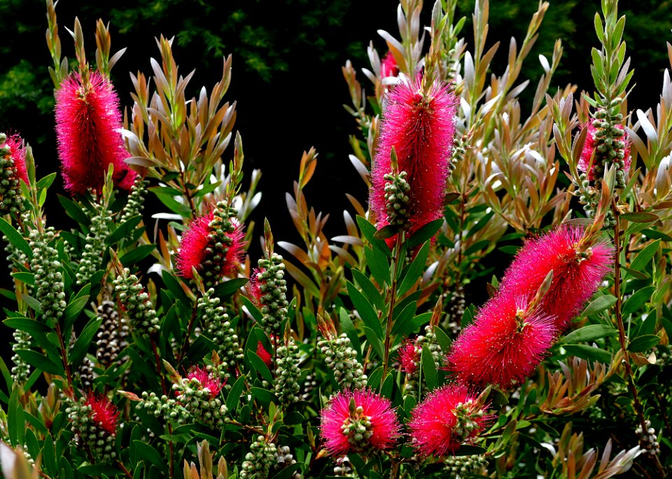 Callistemon. "Bottle brush"