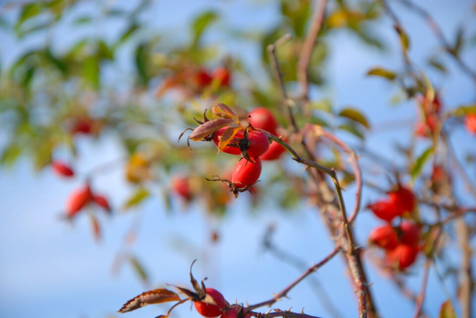 Plants nature rose hips