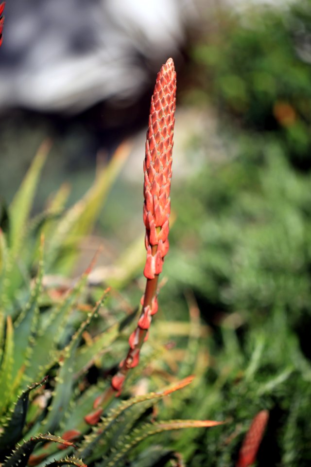 Un fuseau des prochaines fleurs de l'aloe-vera