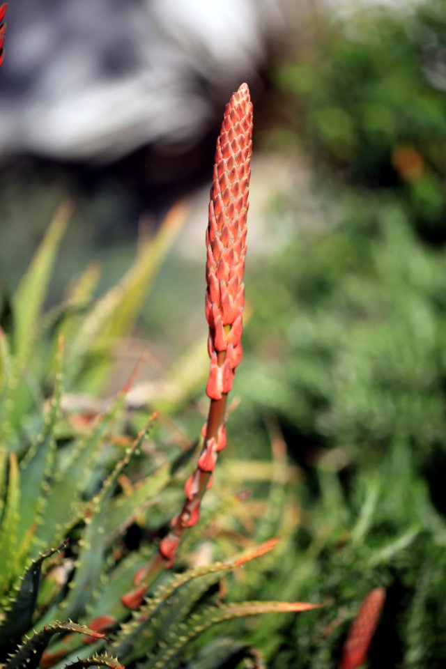 Un fuseau des prochaines fleurs de l'aloe-vera photo