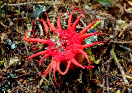 Stinkhorn Fungus.