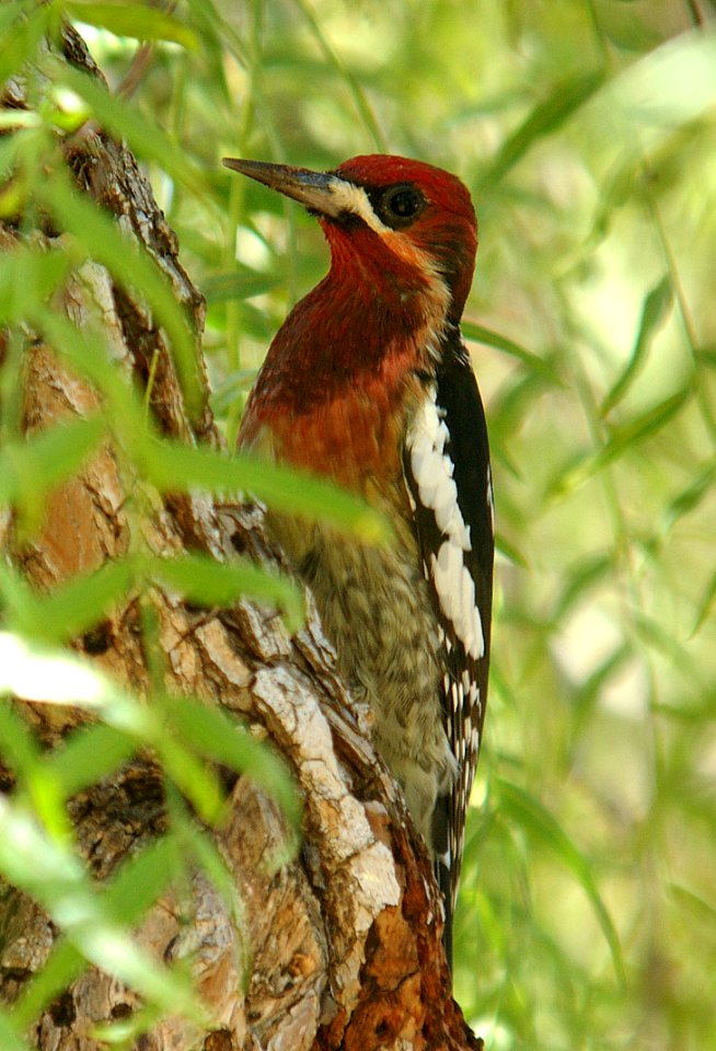 SAPSUCKER, RED-BREASTED (11-10-06) el chorro regional park, slo co, ca