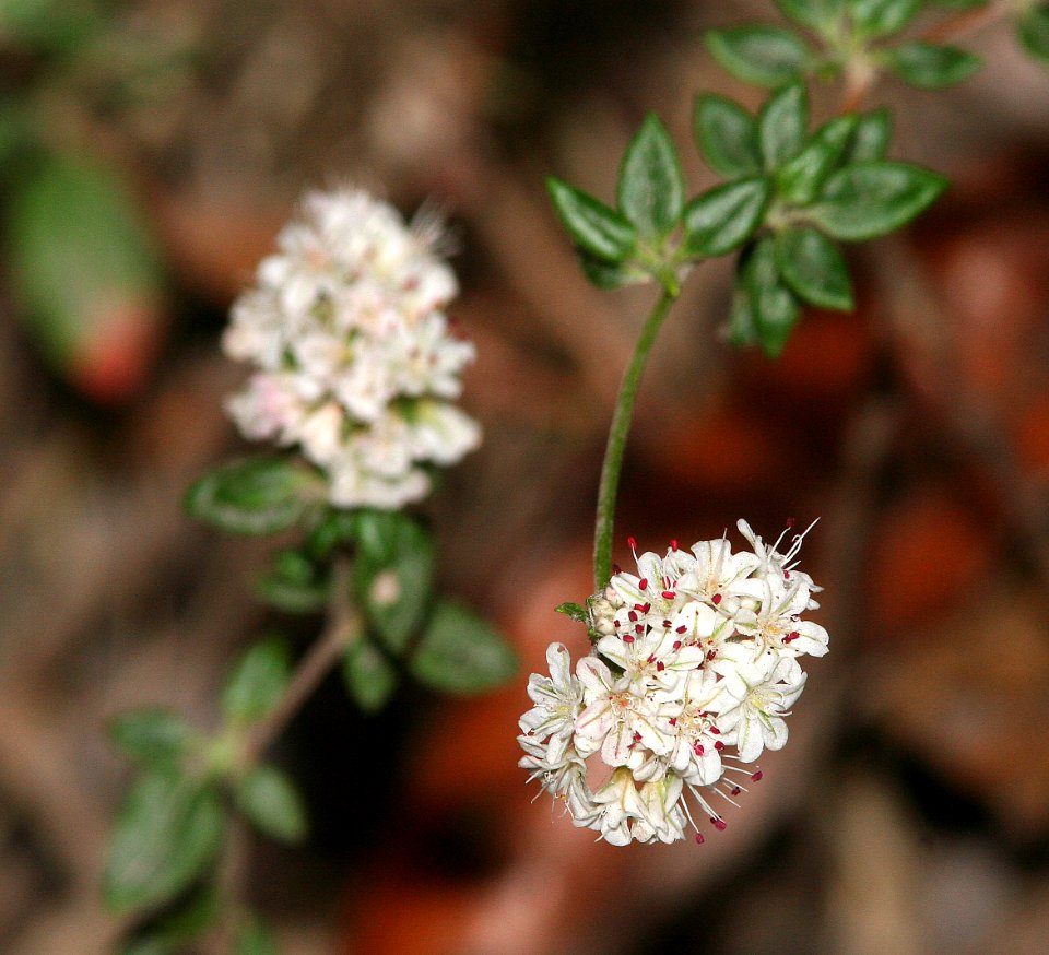 BUCKWHEAT, CALIFORNIA COASTAL (eriogonum parvifolium) (9-5-07) coon creek
