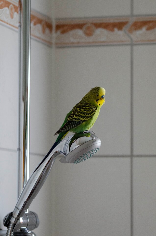 Green green bird animals