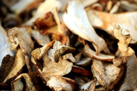 Dried mushrooms photo