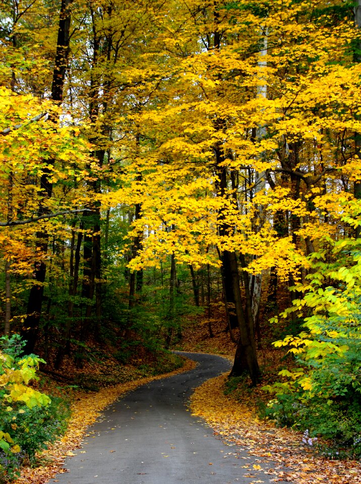 Forest leaves nature