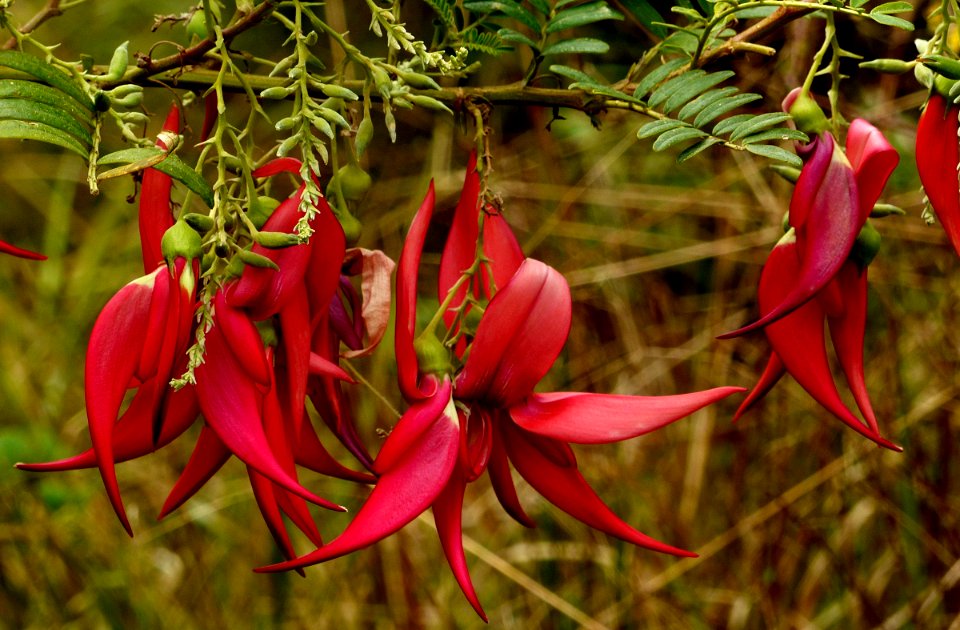 Kaka beak. photo