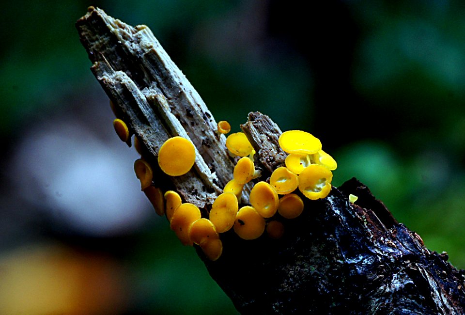 Yellow fairy cup