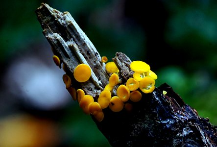 Yellow fairy cup