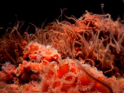 Monterey Aquarium. anemones.