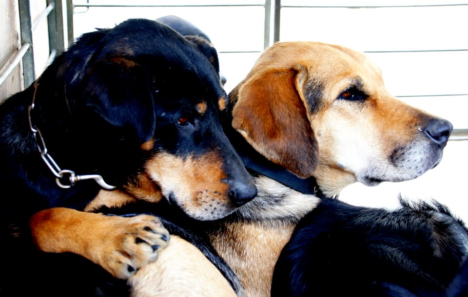 Working dogs. photo