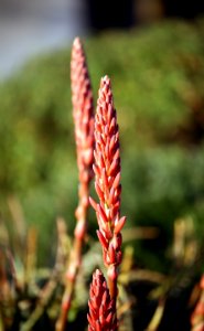 Par contre, je ne saurais vous préciser le nom de cette plante succulente. photo