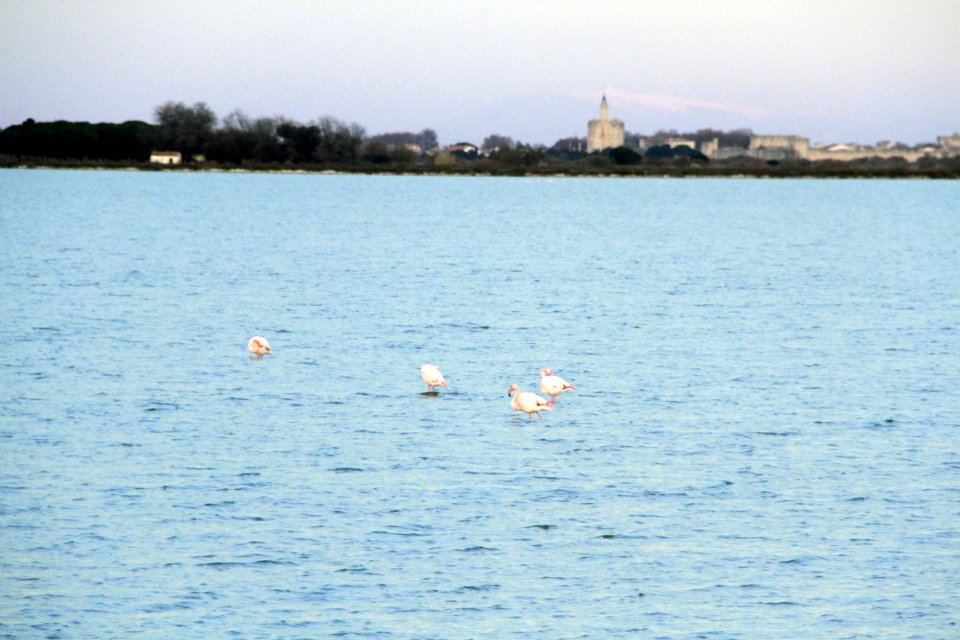 Les flamands roses de l'étang