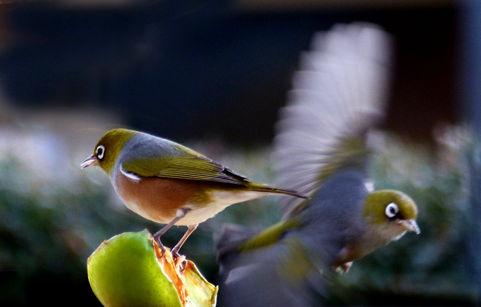Silvereyes at the feeder.