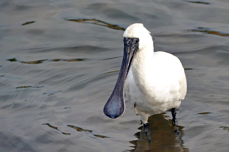 The royal spoonbill (Platalea regia)