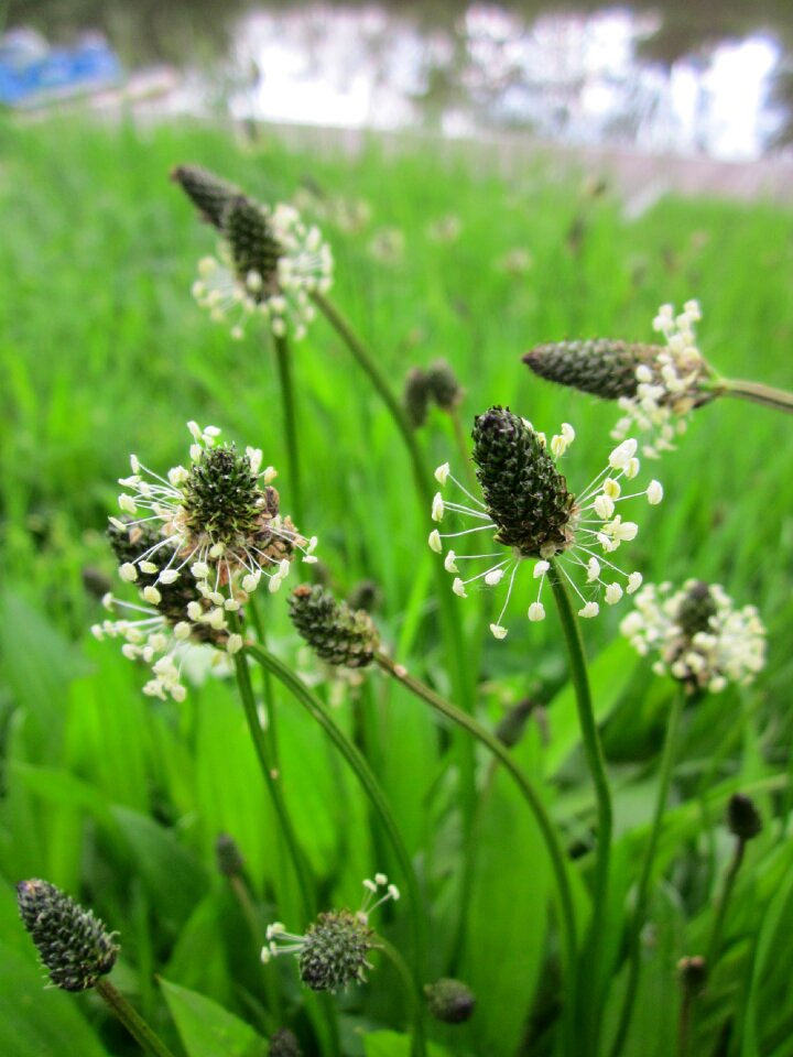 Ribwort plantain ribleaf buckhorn plantain