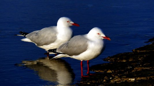 The silver gull. Australia. photo