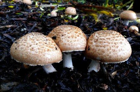 Shaggy Parasol. (Chlorophyllum rhacodes) photo