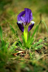 Iris nains de garrigue photo