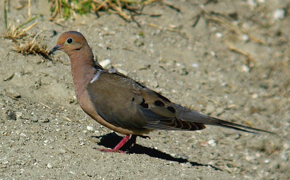 DOVE, M-1