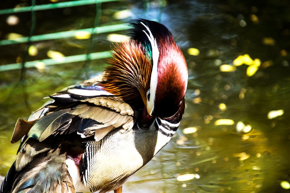 Mandarin duck bird ducks