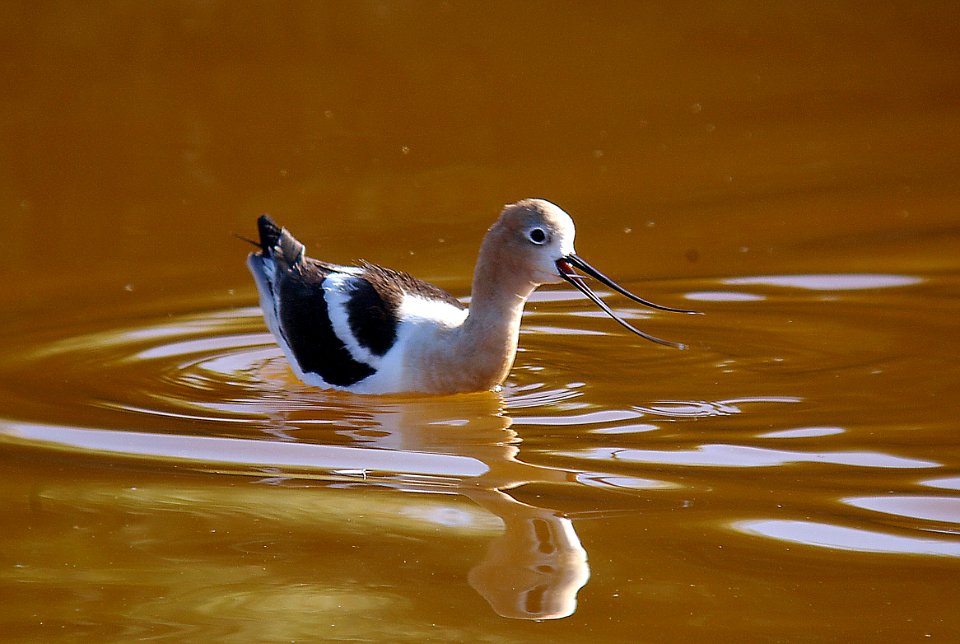 AVOCET-5