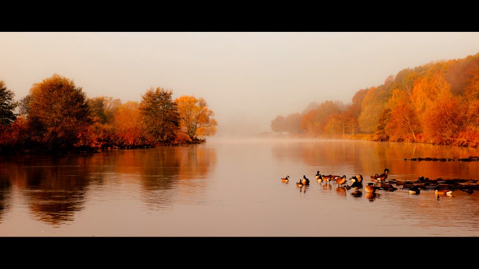 Gänse im Herbst photo