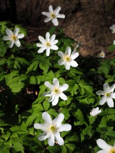 Flower white anemone nemorosa