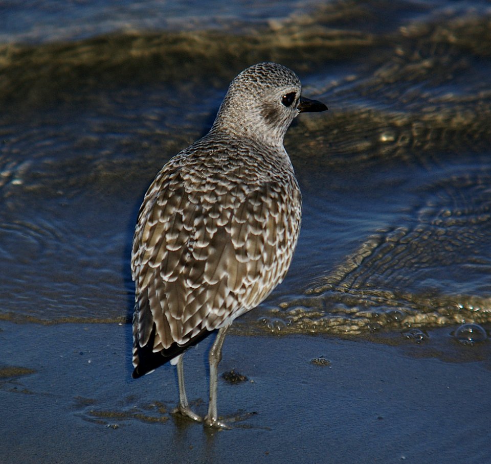 PLOVER, BLACK-BELLIED (10-28-06)-1