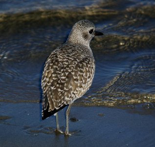 PLOVER, BLACK-BELLIED (10-28-06)-1