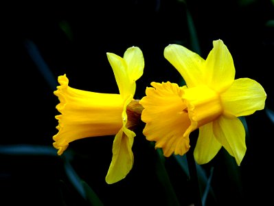Daffodils photo