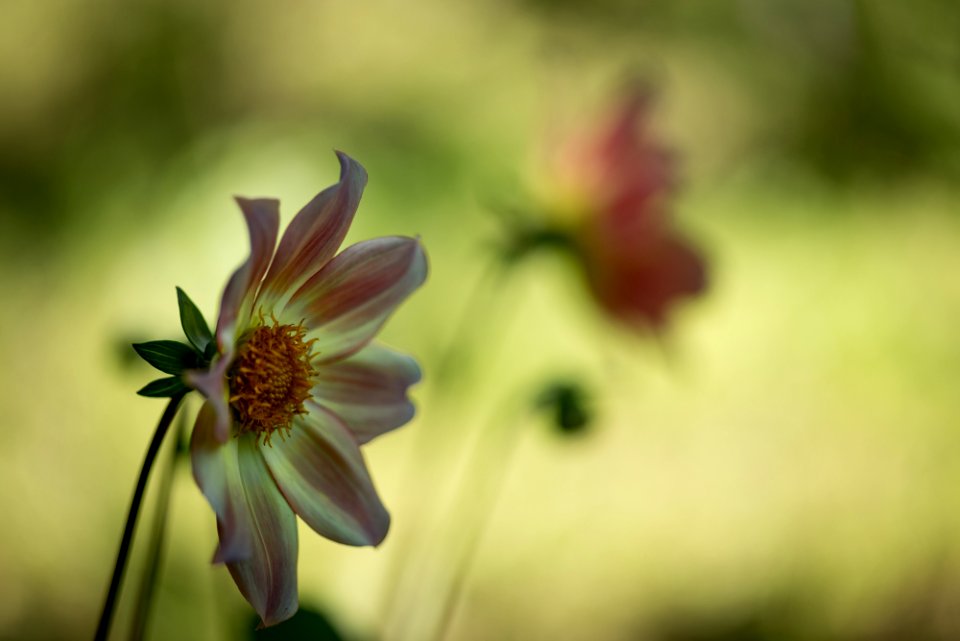 Blumen gehen immer